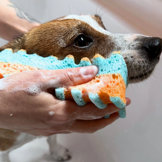 Mr. & Ms. Sponge Made in Italy Latex-Free Hypoallergenic