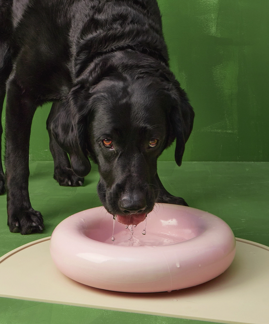 Pink Ceramic Dog Feeder